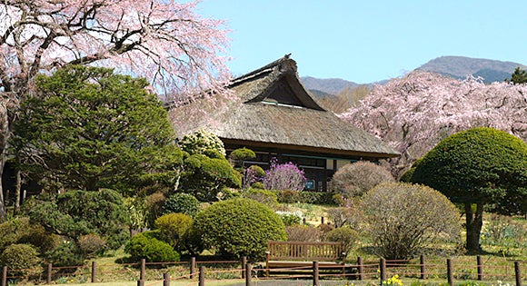 <新宿発・西船橋発> 日本さくら名所100選!富士霊園桜のトンネル と 樹齢140年のしだれ桜が咲く秩父宮記念公園 そして御殿場高原ビールで50種ブッフェの昼食3